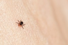 image à la une Borréliose de Lyme et autres maladies vectorielles à tiques : la HAS actualise ses recommandations